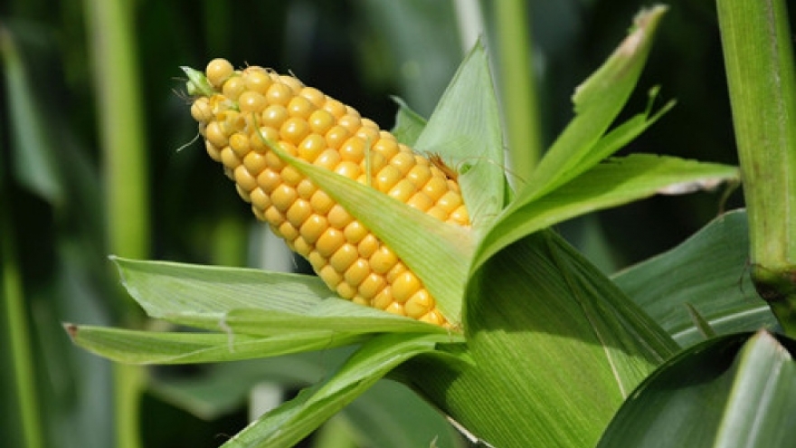 Vietnam spends US$1.11 billion on importing corn from Argentina